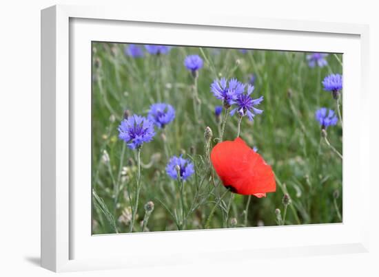 Red Poppy and Cornflowers-null-Framed Photographic Print