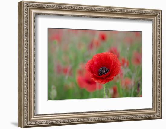 Red poppy, beautiful wild flower portrait, soft light, Peak District National Park, Baslow, England-Eleanor Scriven-Framed Photographic Print