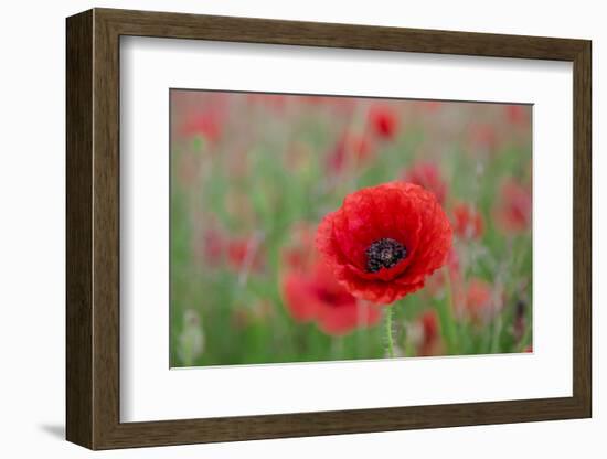 Red poppy, beautiful wild flower portrait, soft light, Peak District National Park, Baslow, England-Eleanor Scriven-Framed Photographic Print