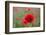 Red poppy, beautiful wild flower portrait, soft light, Peak District National Park, Baslow, England-Eleanor Scriven-Framed Photographic Print