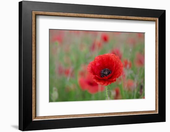 Red poppy, beautiful wild flower portrait, soft light, Peak District National Park, Baslow, England-Eleanor Scriven-Framed Photographic Print