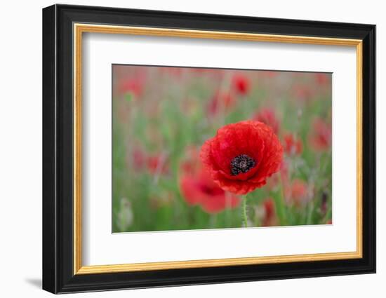 Red poppy, beautiful wild flower portrait, soft light, Peak District National Park, Baslow, England-Eleanor Scriven-Framed Photographic Print