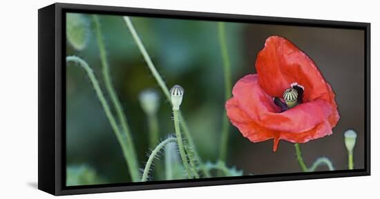 Red Poppy, Blossom, Close-Up-Andrea Haase-Framed Premier Image Canvas