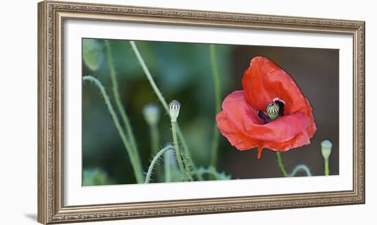 Red Poppy, Blossom, Close-Up-Andrea Haase-Framed Photographic Print