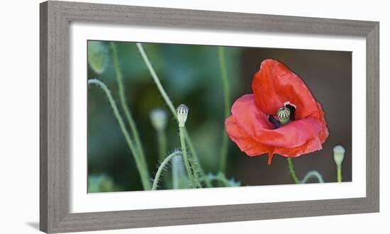 Red Poppy, Blossom, Close-Up-Andrea Haase-Framed Photographic Print