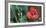 Red Poppy, Blossom, Close-Up-Andrea Haase-Framed Photographic Print