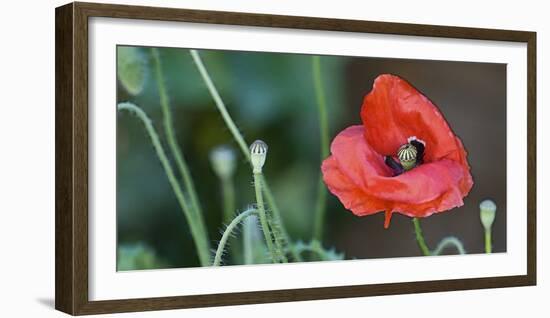 Red Poppy, Blossom, Close-Up-Andrea Haase-Framed Photographic Print