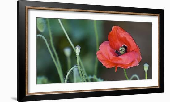 Red Poppy, Blossom, Close-Up-Andrea Haase-Framed Photographic Print