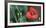 Red Poppy, Blossom, Close-Up-Andrea Haase-Framed Photographic Print