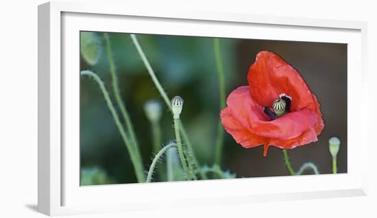 Red Poppy, Blossom, Close-Up-Andrea Haase-Framed Photographic Print