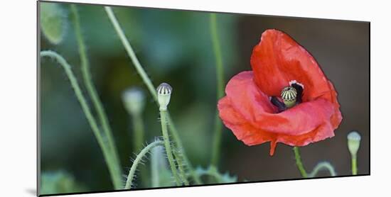 Red Poppy, Blossom, Close-Up-Andrea Haase-Mounted Photographic Print