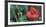 Red Poppy, Blossom, Close-Up-Andrea Haase-Framed Photographic Print