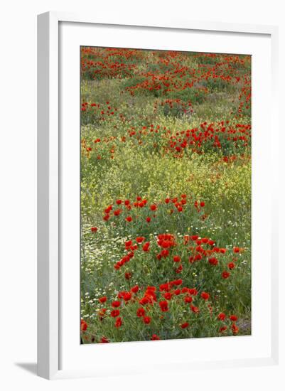 Red Poppy Field in Central Turkey During Springtime Bloom-Darrell Gulin-Framed Photographic Print