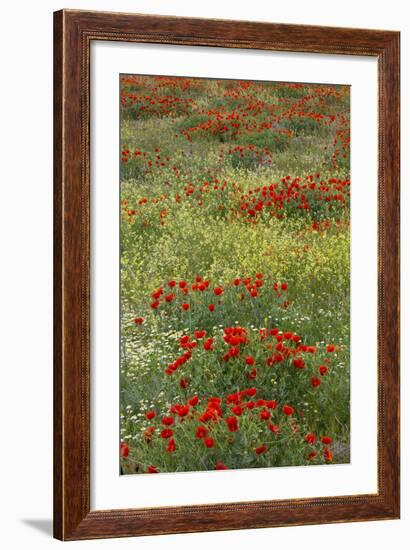 Red Poppy Field in Central Turkey During Springtime Bloom-Darrell Gulin-Framed Photographic Print