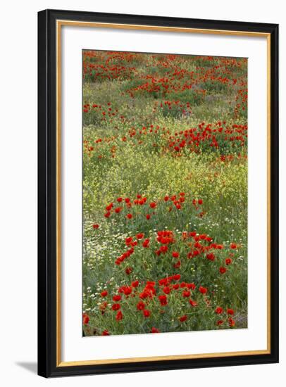 Red Poppy Field in Central Turkey During Springtime Bloom-Darrell Gulin-Framed Photographic Print