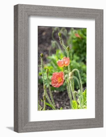 Red Poppy, garden, USA-Lisa S. Engelbrecht-Framed Photographic Print