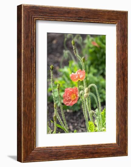 Red Poppy, garden, USA-Lisa S. Engelbrecht-Framed Photographic Print