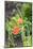 Red Poppy, garden, USA-Lisa S. Engelbrecht-Mounted Photographic Print