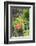 Red Poppy, garden, USA-Lisa S. Engelbrecht-Framed Photographic Print