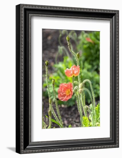 Red Poppy, garden, USA-Lisa S. Engelbrecht-Framed Photographic Print