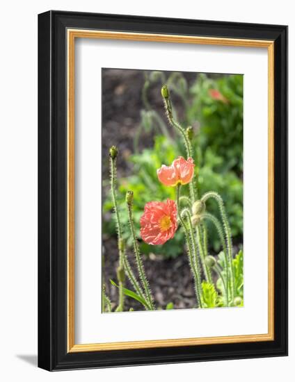 Red Poppy, garden, USA-Lisa S. Engelbrecht-Framed Photographic Print