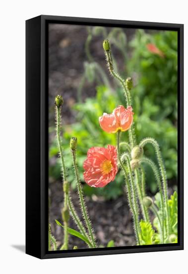 Red Poppy, garden, USA-Lisa S. Engelbrecht-Framed Premier Image Canvas