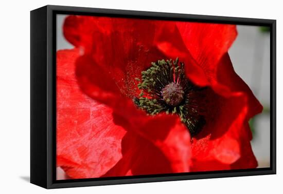 Red Poppy I-Brian Moore-Framed Premier Image Canvas