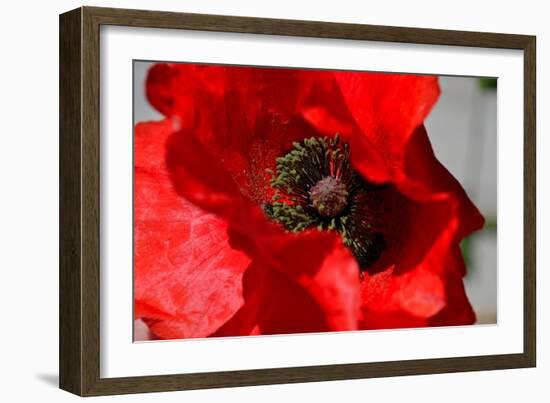 Red Poppy I-Brian Moore-Framed Photographic Print