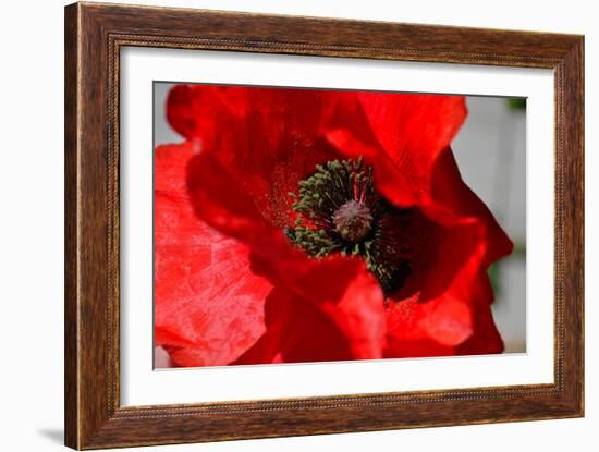 Red Poppy I-Brian Moore-Framed Photographic Print