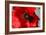 Red Poppy I-Brian Moore-Framed Photographic Print