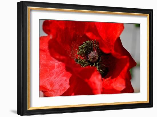 Red Poppy I-Brian Moore-Framed Photographic Print