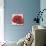 Red Poppy I-Tim OToole-Mounted Art Print displayed on a wall