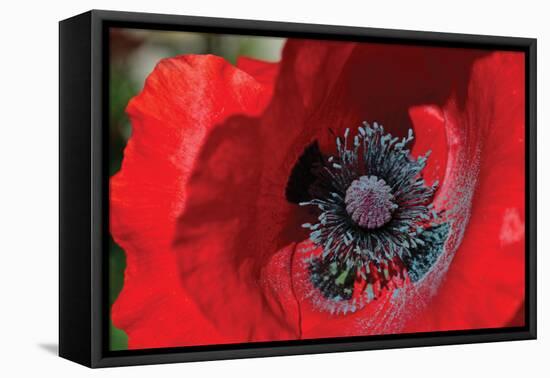 Red Poppy II-Brian Moore-Framed Premier Image Canvas