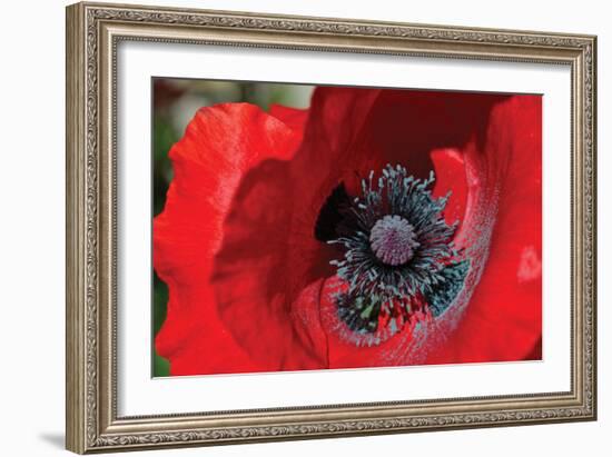 Red Poppy II-Brian Moore-Framed Photographic Print