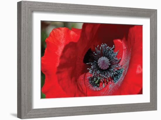 Red Poppy II-Brian Moore-Framed Photographic Print