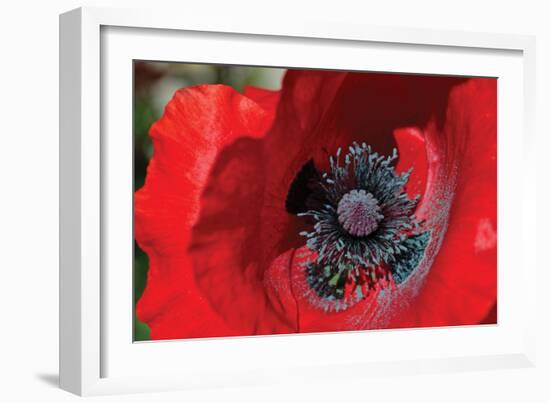 Red Poppy II-Brian Moore-Framed Photographic Print