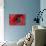 Red Poppy II-Brian Moore-Photographic Print displayed on a wall