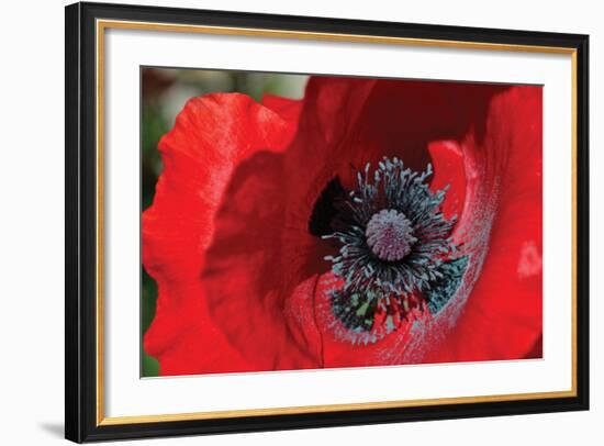 Red Poppy II-Brian Moore-Framed Photographic Print