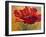 Red Poppy II-Marion Rose-Framed Giclee Print