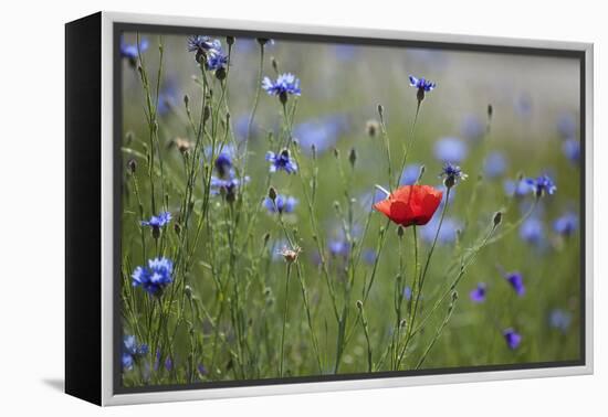 Red Poppy (Papaver Rhoeas) Brown Knapweed (Centaurea Jacea) and Forking Larkspur, Slovakia-Wothe-Framed Premier Image Canvas