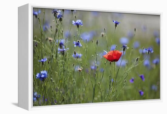 Red Poppy (Papaver Rhoeas) Brown Knapweed (Centaurea Jacea) and Forking Larkspur, Slovakia-Wothe-Framed Premier Image Canvas