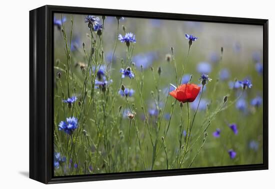 Red Poppy (Papaver Rhoeas) Brown Knapweed (Centaurea Jacea) and Forking Larkspur, Slovakia-Wothe-Framed Premier Image Canvas