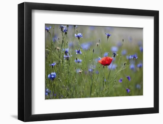 Red Poppy (Papaver Rhoeas) Brown Knapweed (Centaurea Jacea) and Forking Larkspur, Slovakia-Wothe-Framed Photographic Print