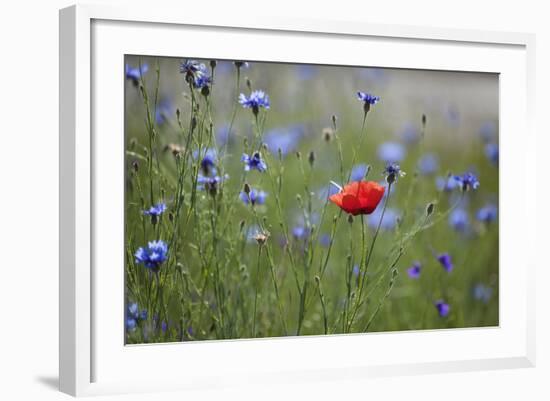 Red Poppy (Papaver Rhoeas) Brown Knapweed (Centaurea Jacea) and Forking Larkspur, Slovakia-Wothe-Framed Photographic Print