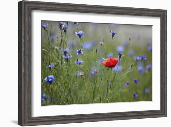 Red Poppy (Papaver Rhoeas) Brown Knapweed (Centaurea Jacea) and Forking Larkspur, Slovakia-Wothe-Framed Photographic Print