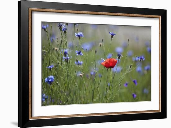 Red Poppy (Papaver Rhoeas) Brown Knapweed (Centaurea Jacea) and Forking Larkspur, Slovakia-Wothe-Framed Photographic Print