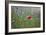 Red Poppy (Papaver Rhoeas) Brown Knapweed (Centaurea Jacea) and Forking Larkspur, Slovakia-Wothe-Framed Photographic Print