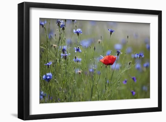 Red Poppy (Papaver Rhoeas) Brown Knapweed (Centaurea Jacea) and Forking Larkspur, Slovakia-Wothe-Framed Photographic Print