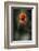 Red Poppy-Ursula Abresch-Framed Photographic Print