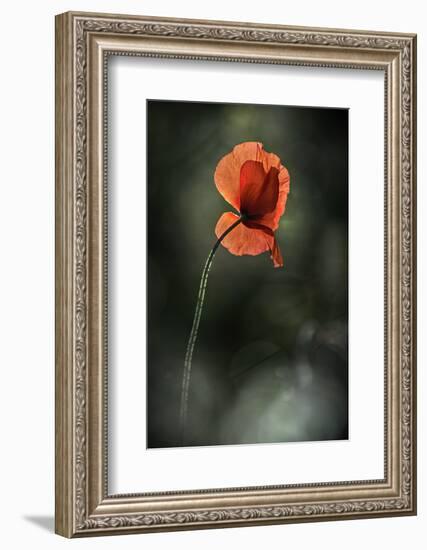 Red Poppy-Ursula Abresch-Framed Photographic Print